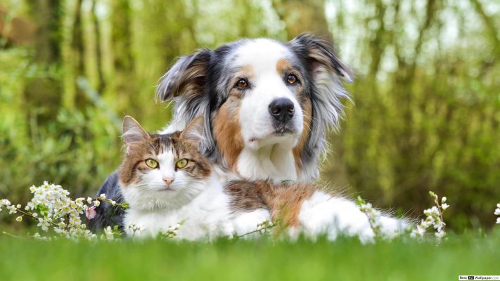 Hund und Katze mögen sich