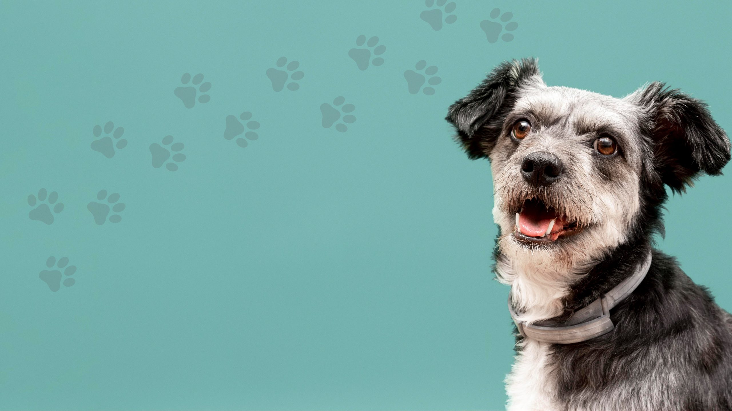 Natürlicher Futterzusatz für Hunde