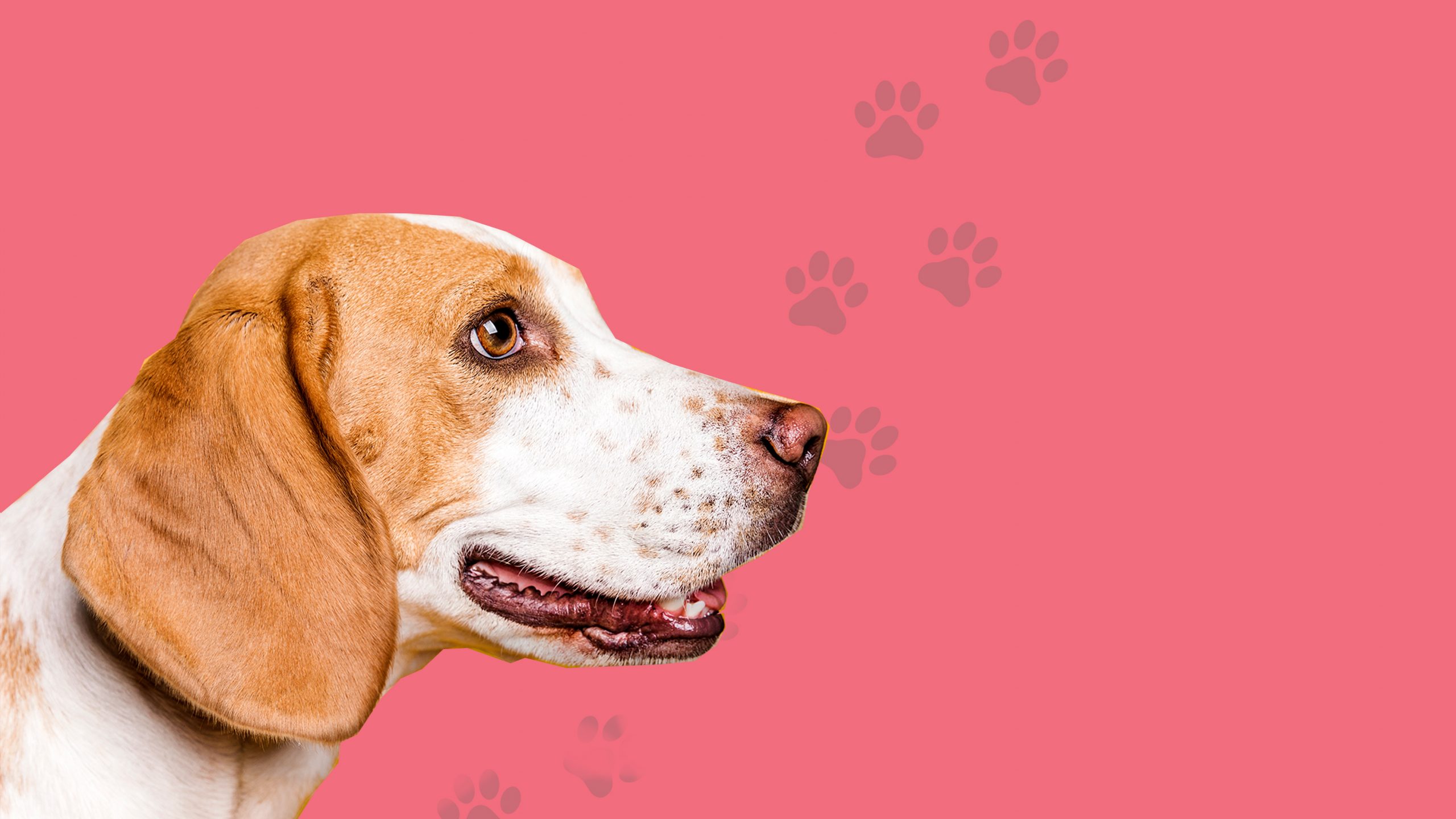 Ausgewogene Ernährung für Hunde