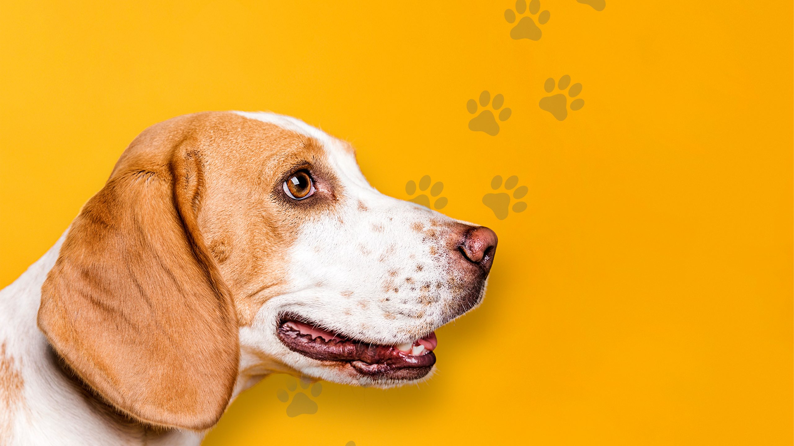 Natürlicher Futterzusatz für Hunde und Katzen