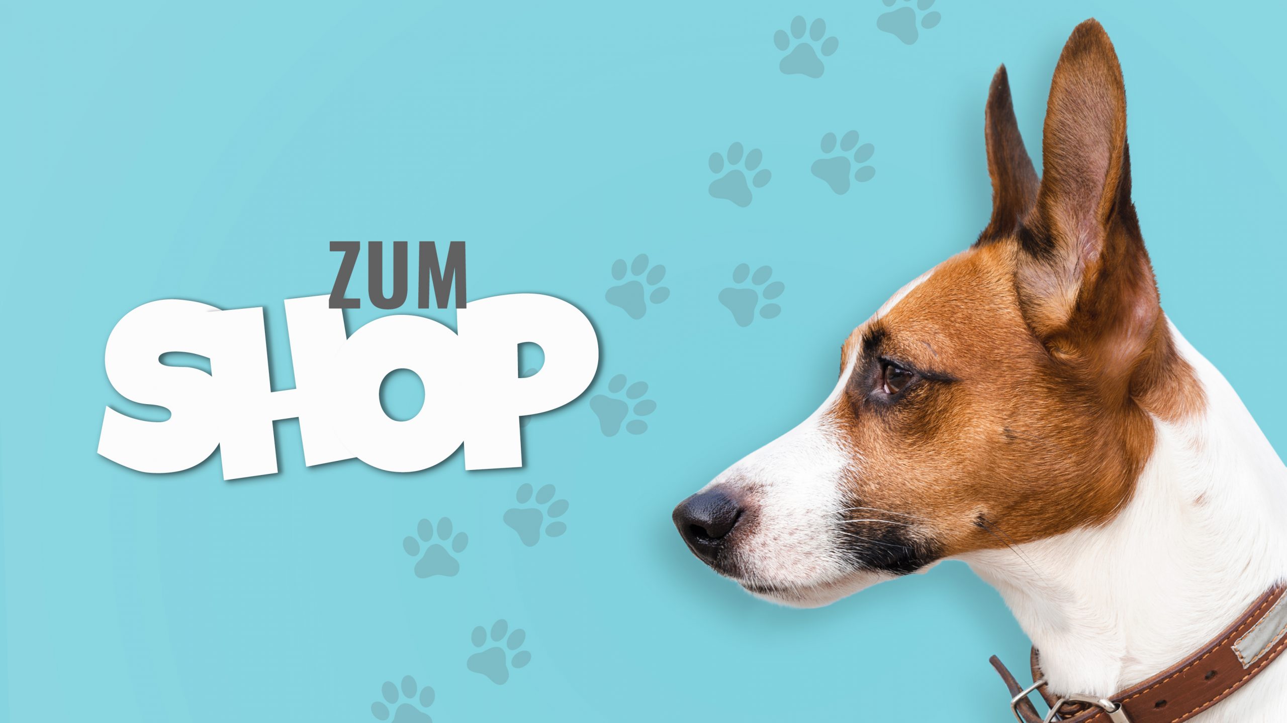 Die besten Nahrungszusätze für Hunde und Katzen